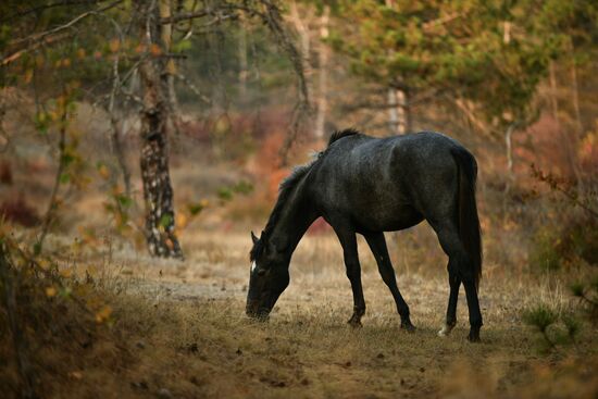Russia Autumn