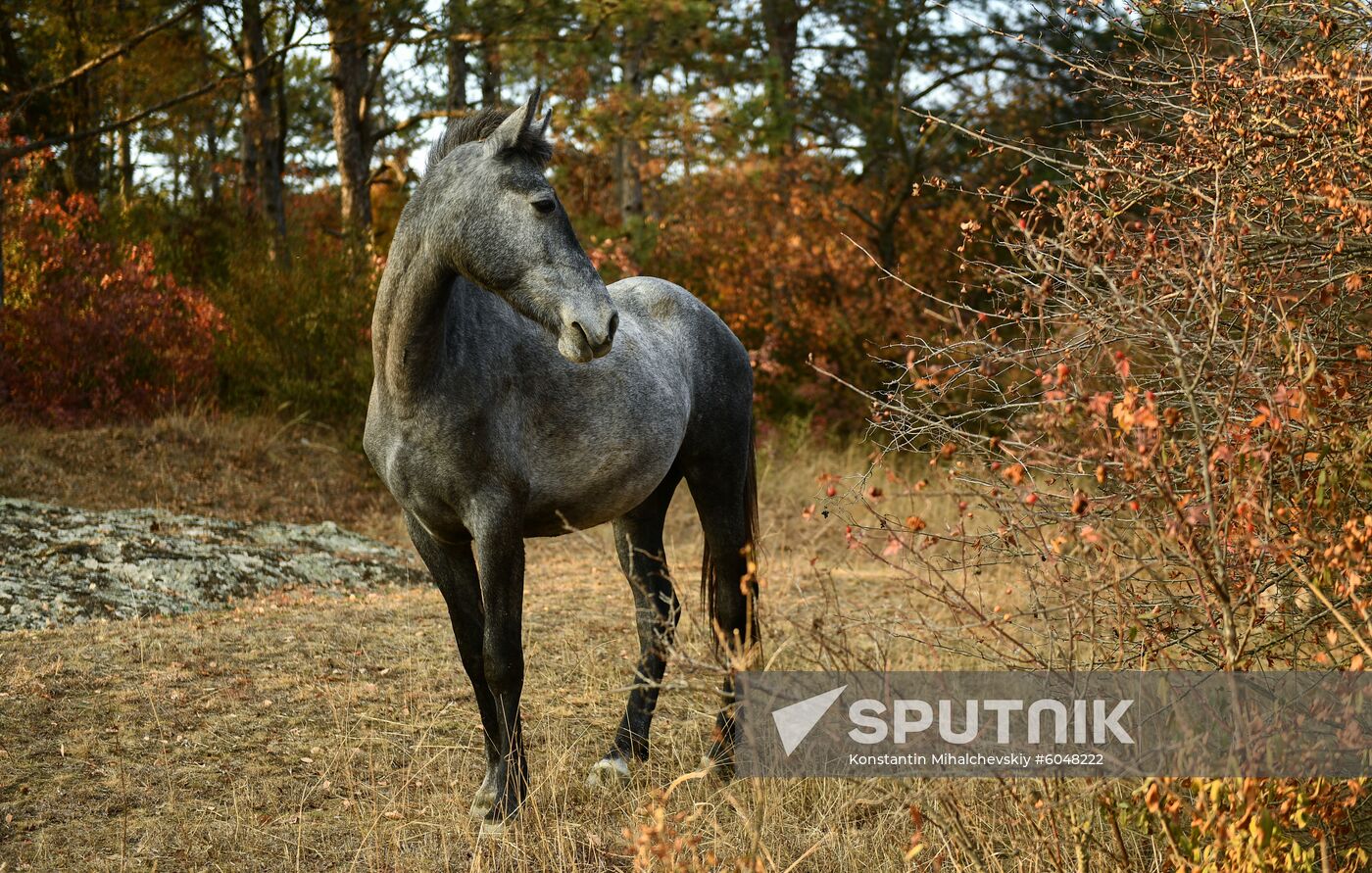 Russia Autumn