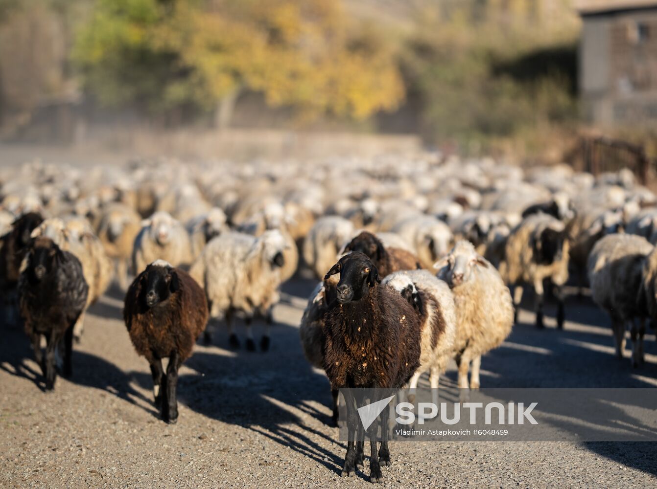 Armenia Daily Life