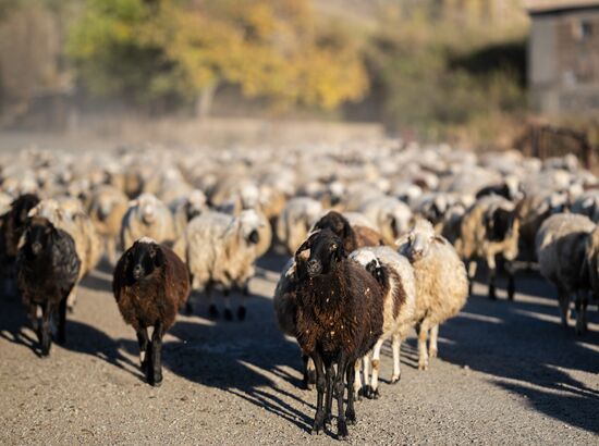 Armenia Daily Life