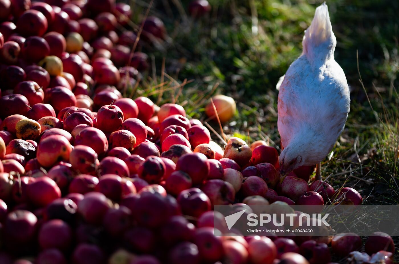 Armenia Daily Life