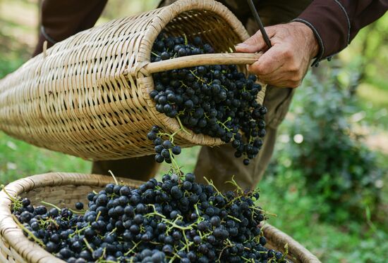 Abkhazia Wine Production
