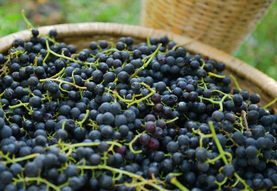 Abkhazia Wine Production
