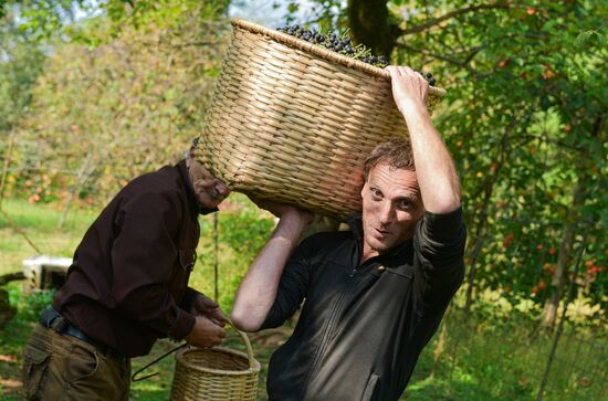 Abkhazia Wine Production