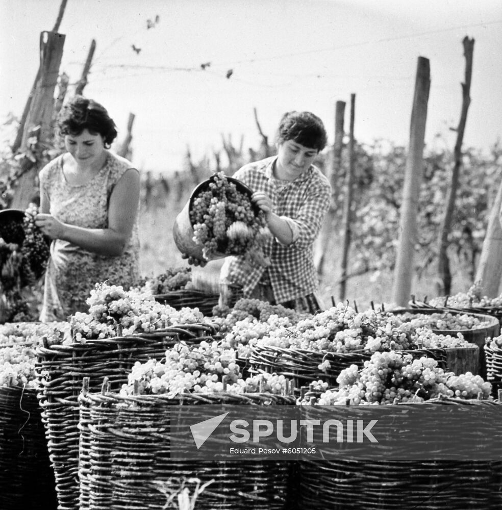 Viticultural state farm in Georgia