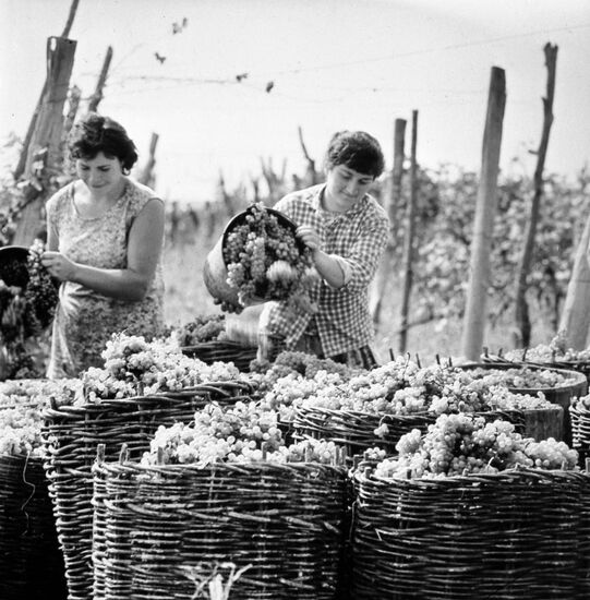 Viticultural state farm in Georgia