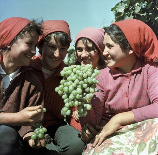 Wine-making state farm in Moldova
