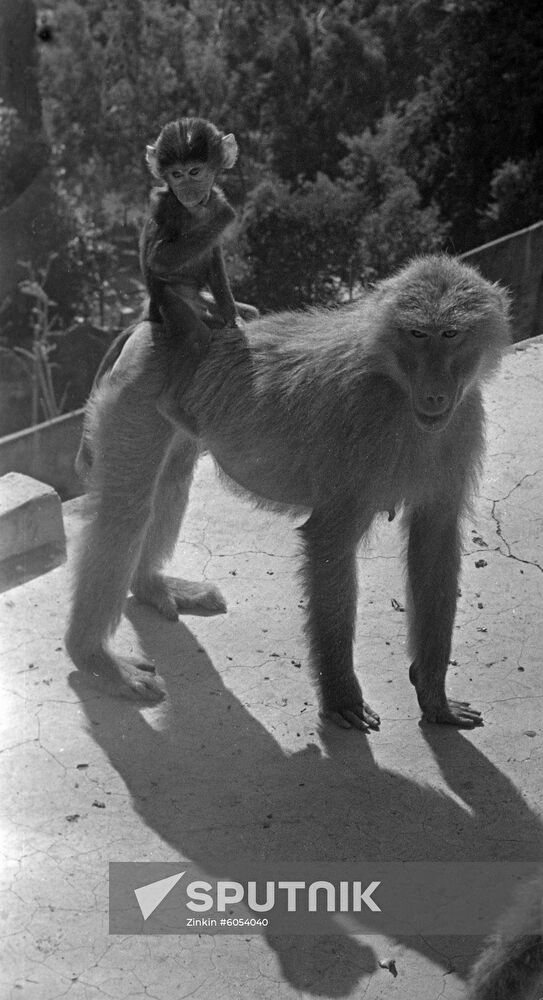 Sukhumi Ape and Monkey Nursery