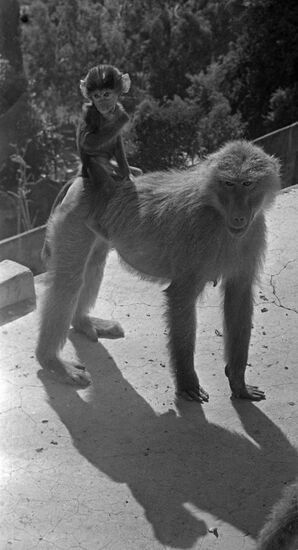 Sukhumi Ape and Monkey Nursery