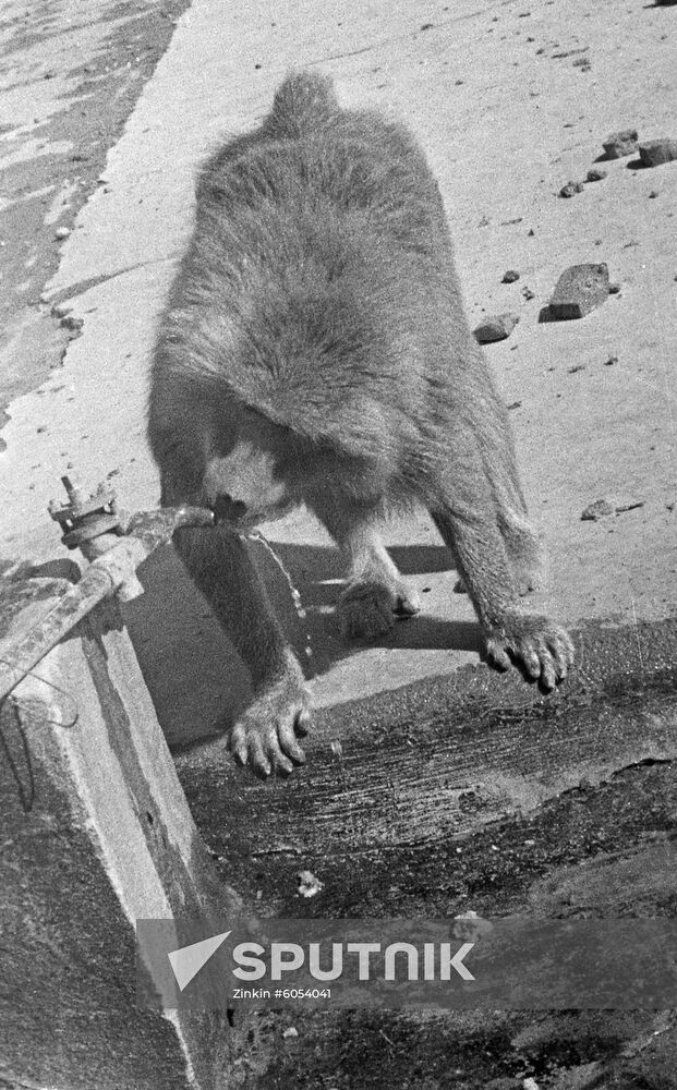 Sukhumi Ape and Monkey Nursery