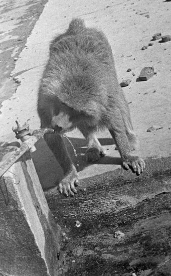 Sukhumi Ape and Monkey Nursery