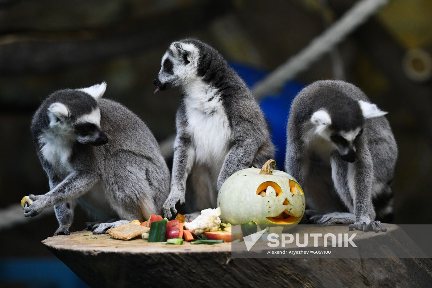 Russia Zoo