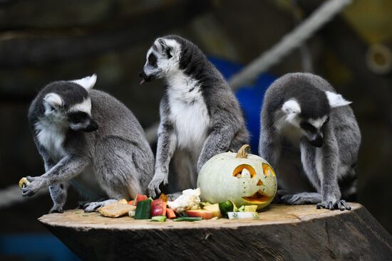 Russia Zoo