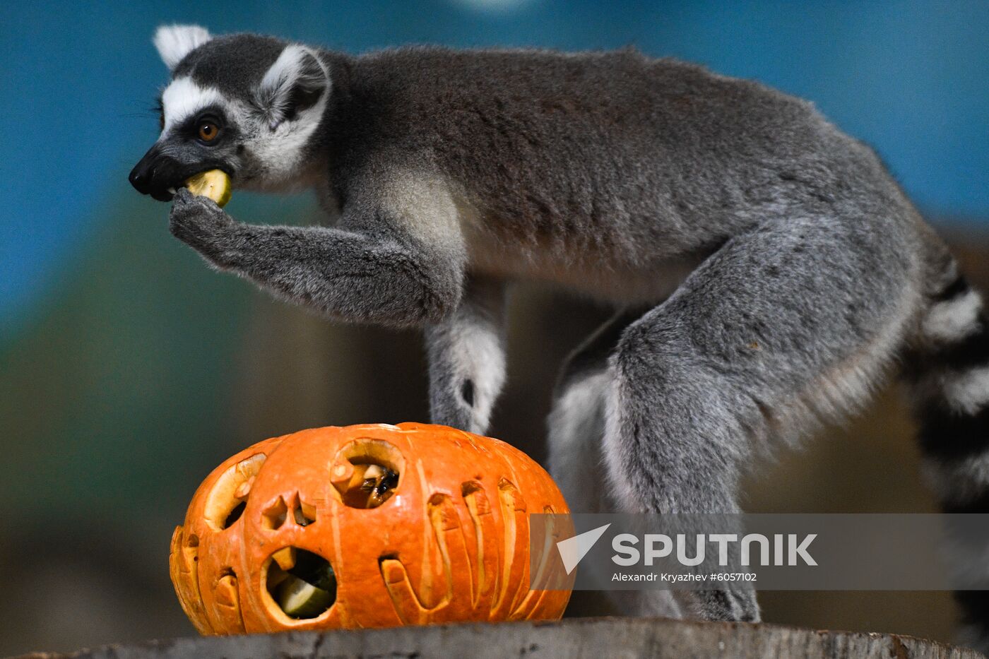 Russia Zoo