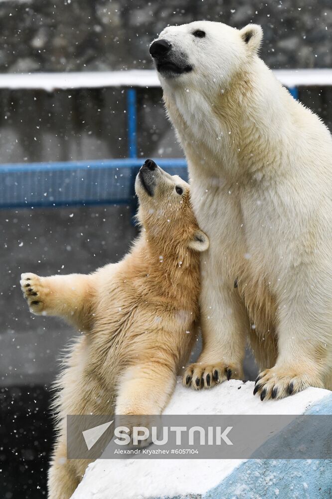 Russia Zoo