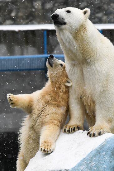 Russia Zoo