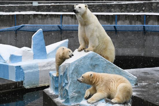 Russia Zoo