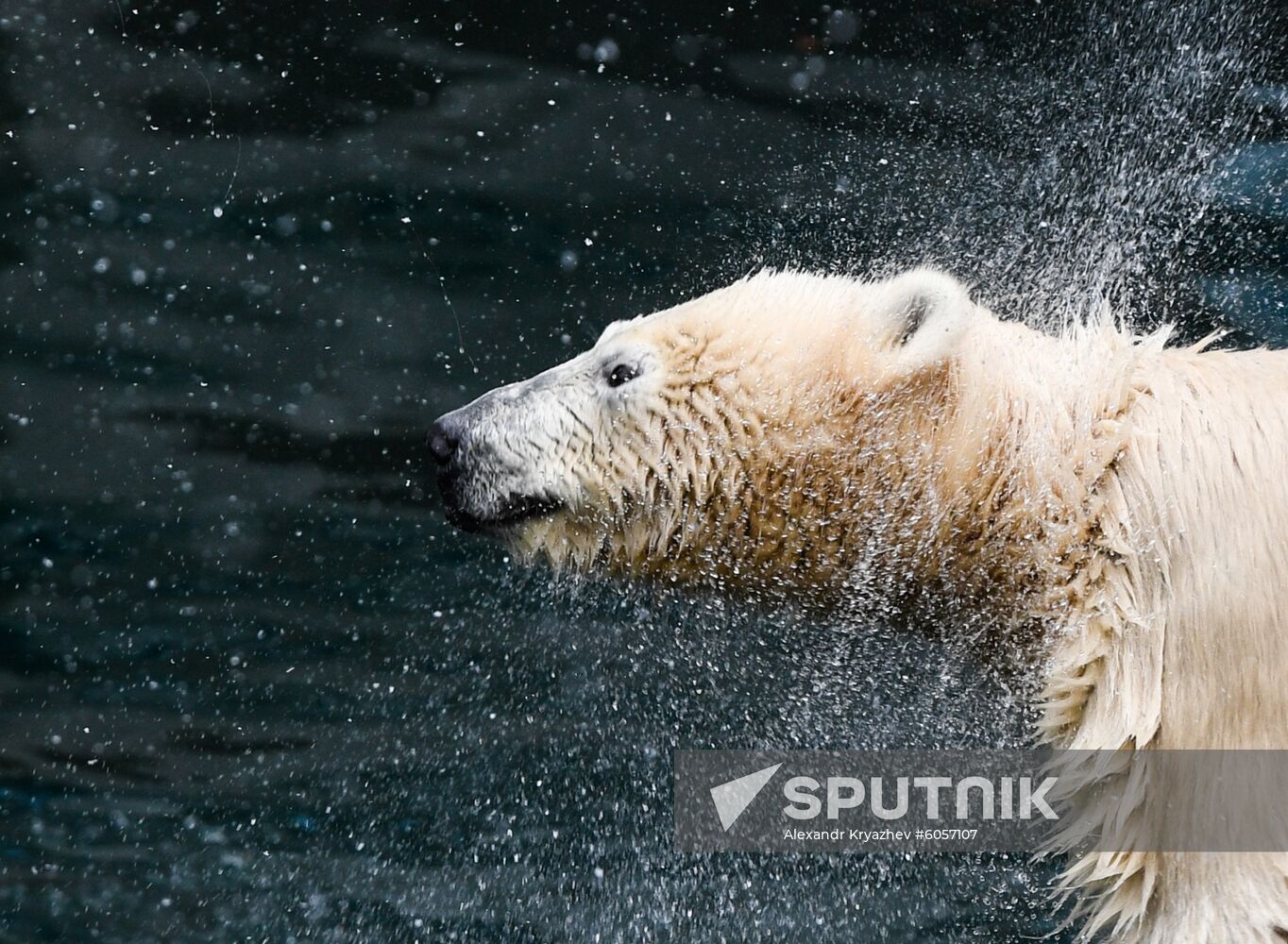 Russia Zoo
