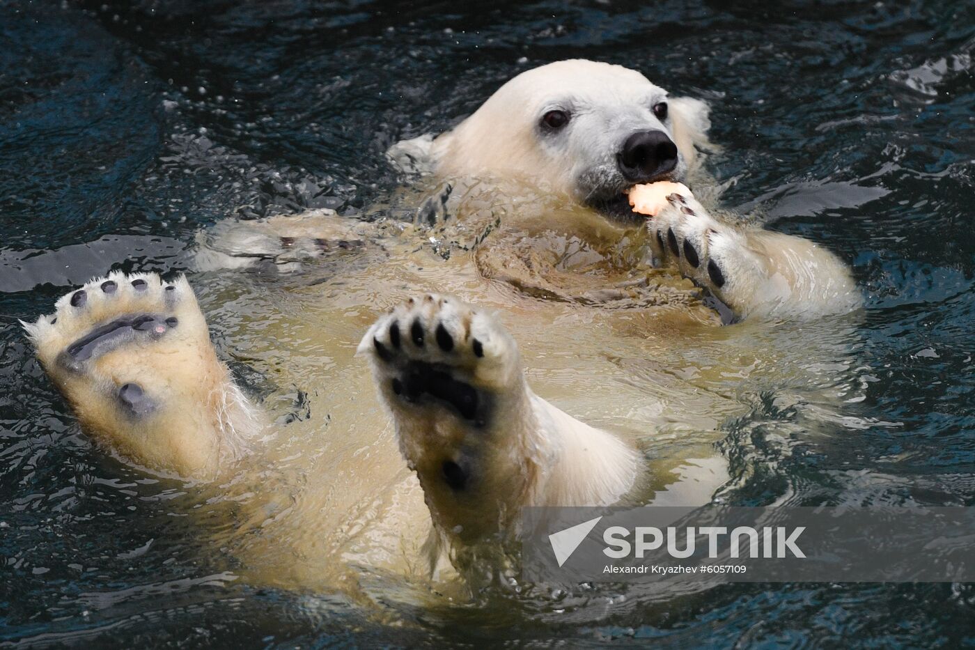 Russia Zoo