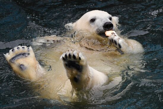 Russia Zoo