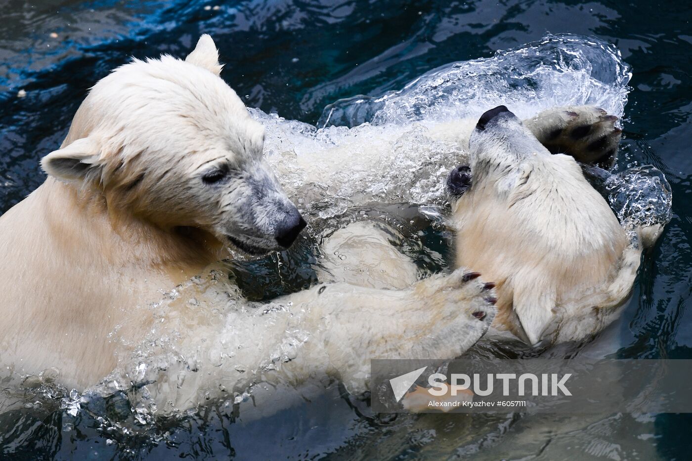 Russia Zoo