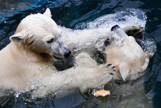 Russia Zoo
