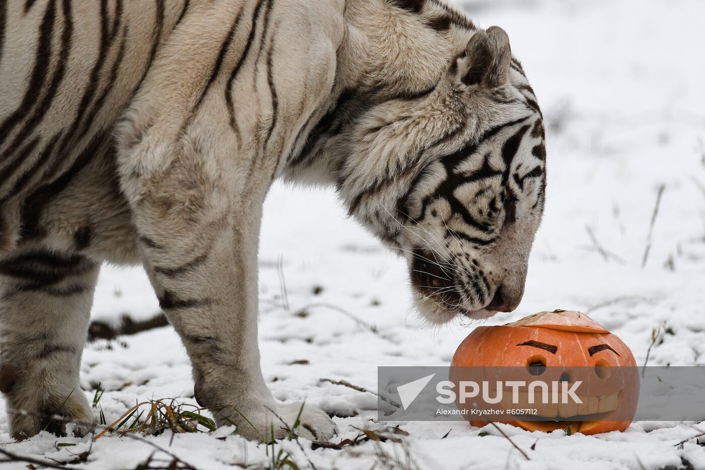 Russia Zoo