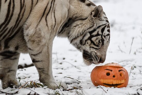 Russia Zoo