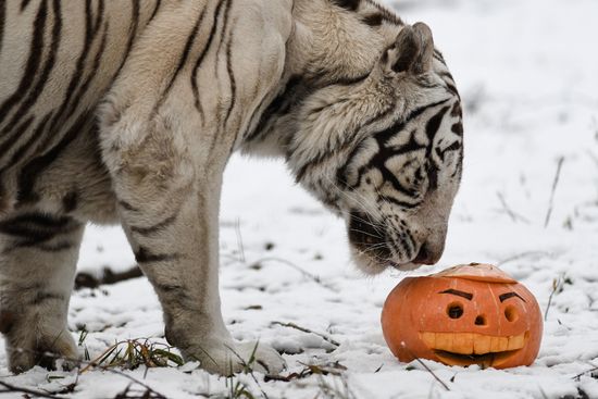 Russia Zoo