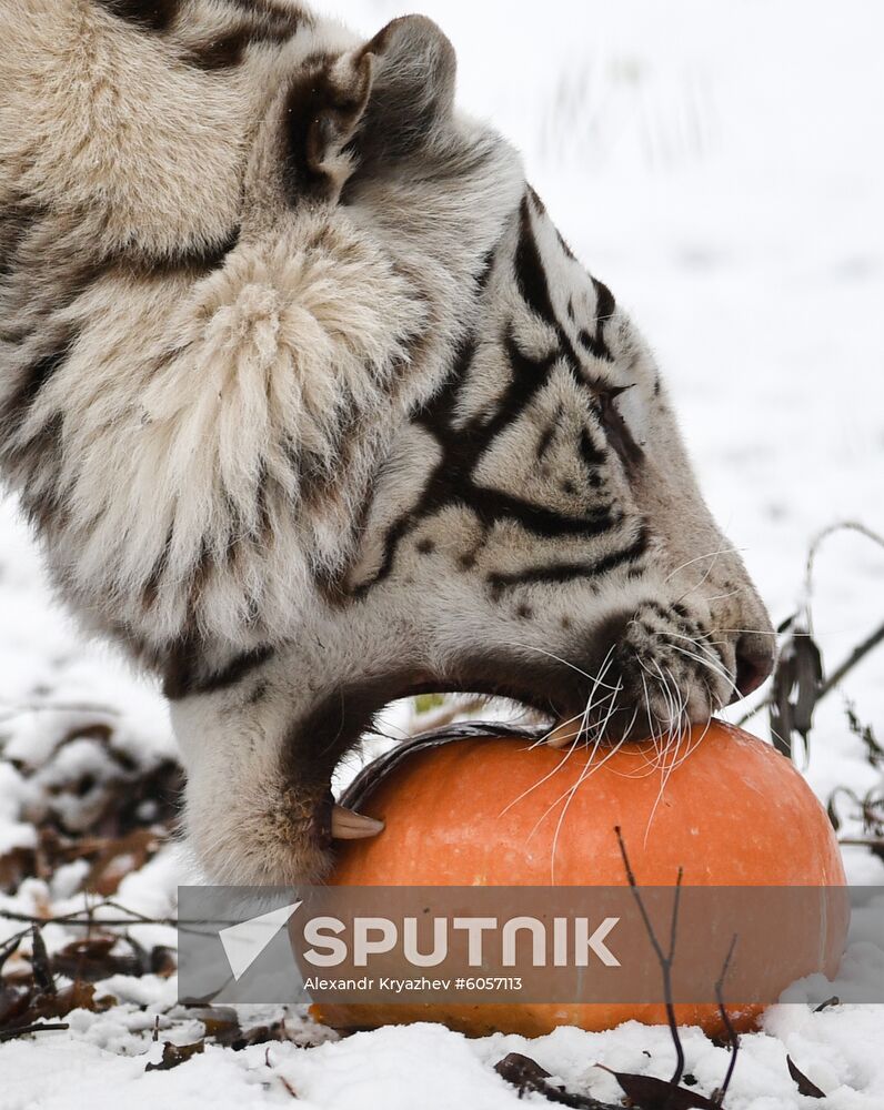 Russia Zoo