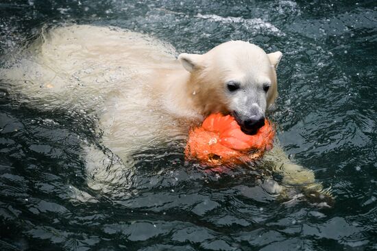 Russia Zoo