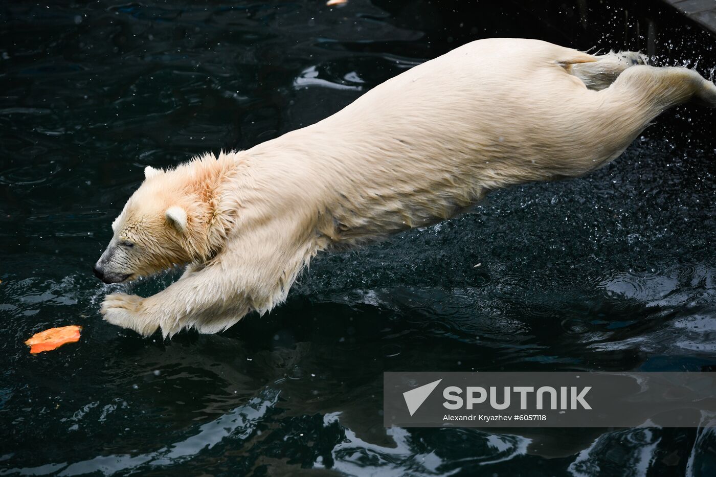 Russia Zoo