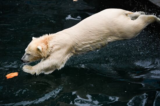 Russia Zoo