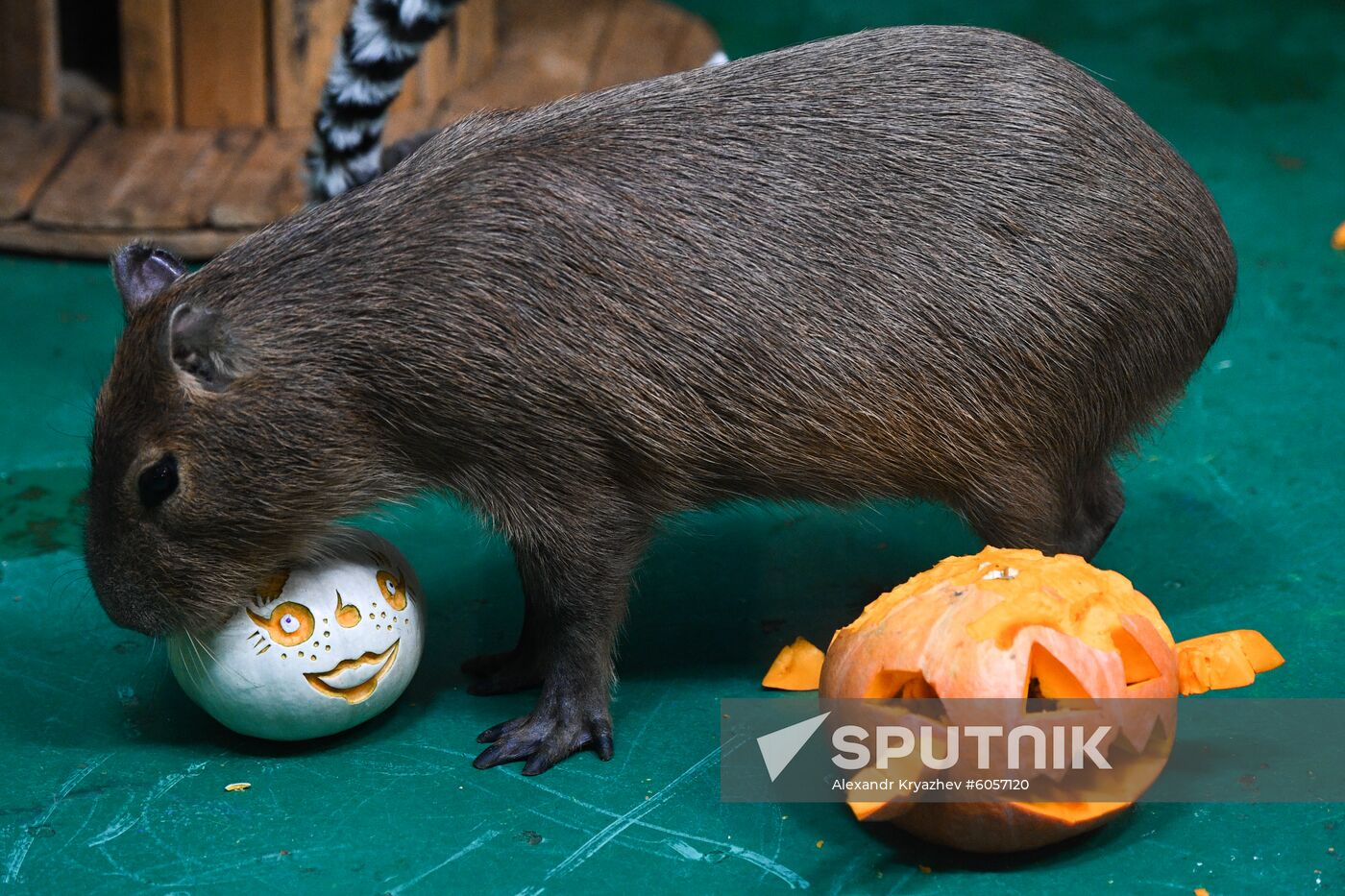 Russia Zoo