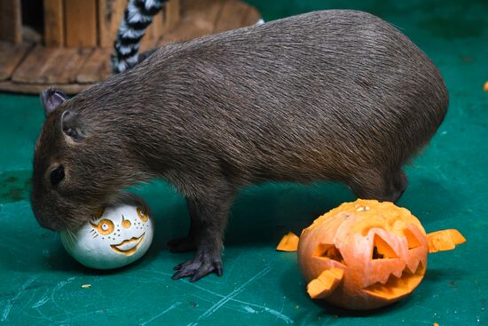 Russia Zoo