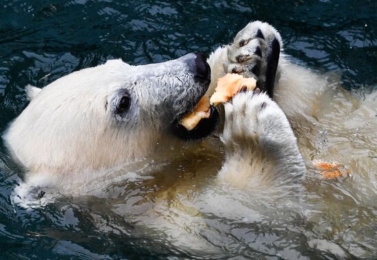 Russia Zoo