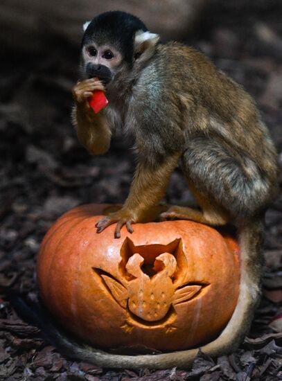 Russia Zoo