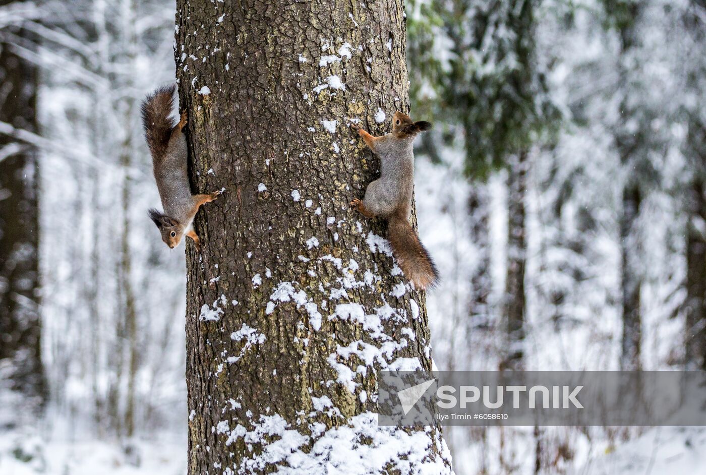 Russia Snowfall