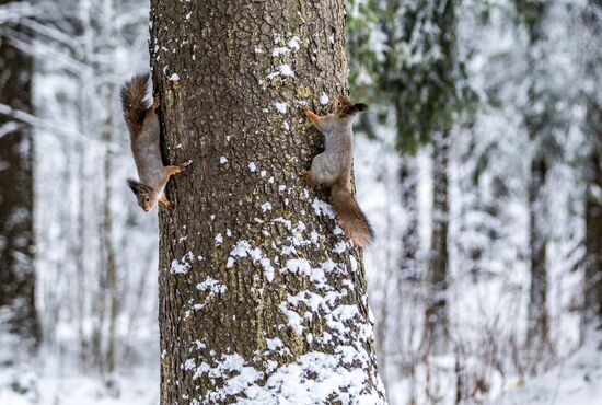 Russia Snowfall