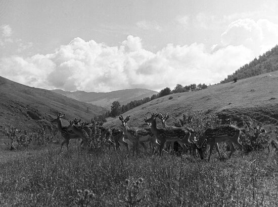 Altai Mountains