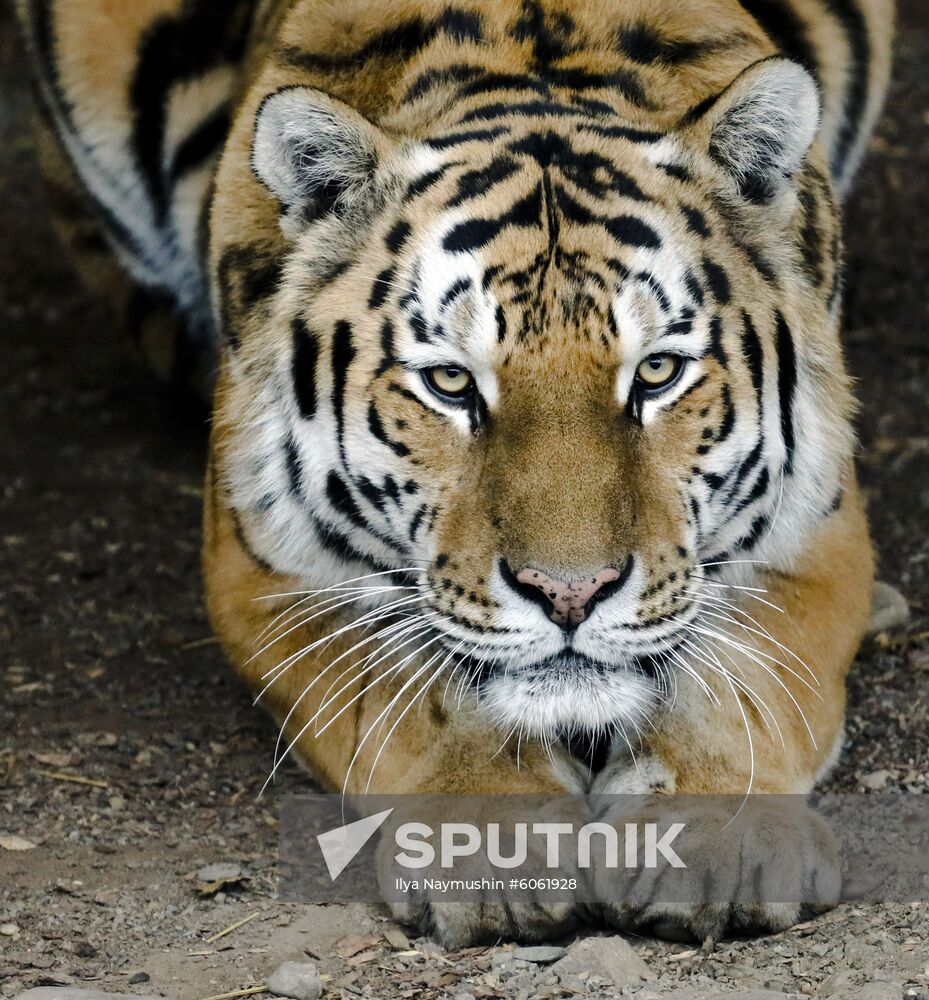 Russia Zoo