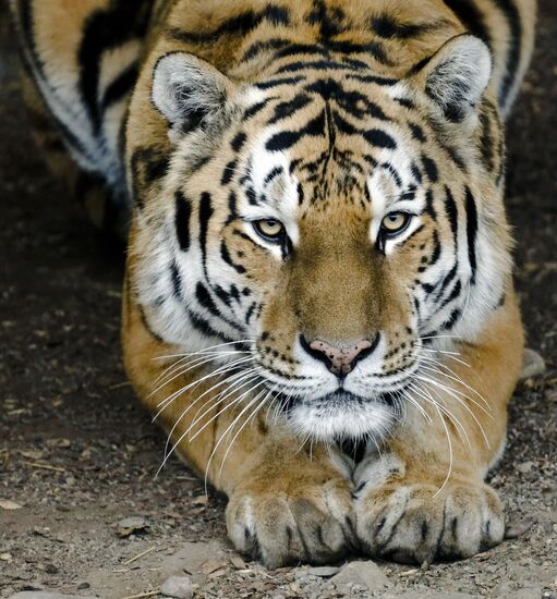 Russia Zoo