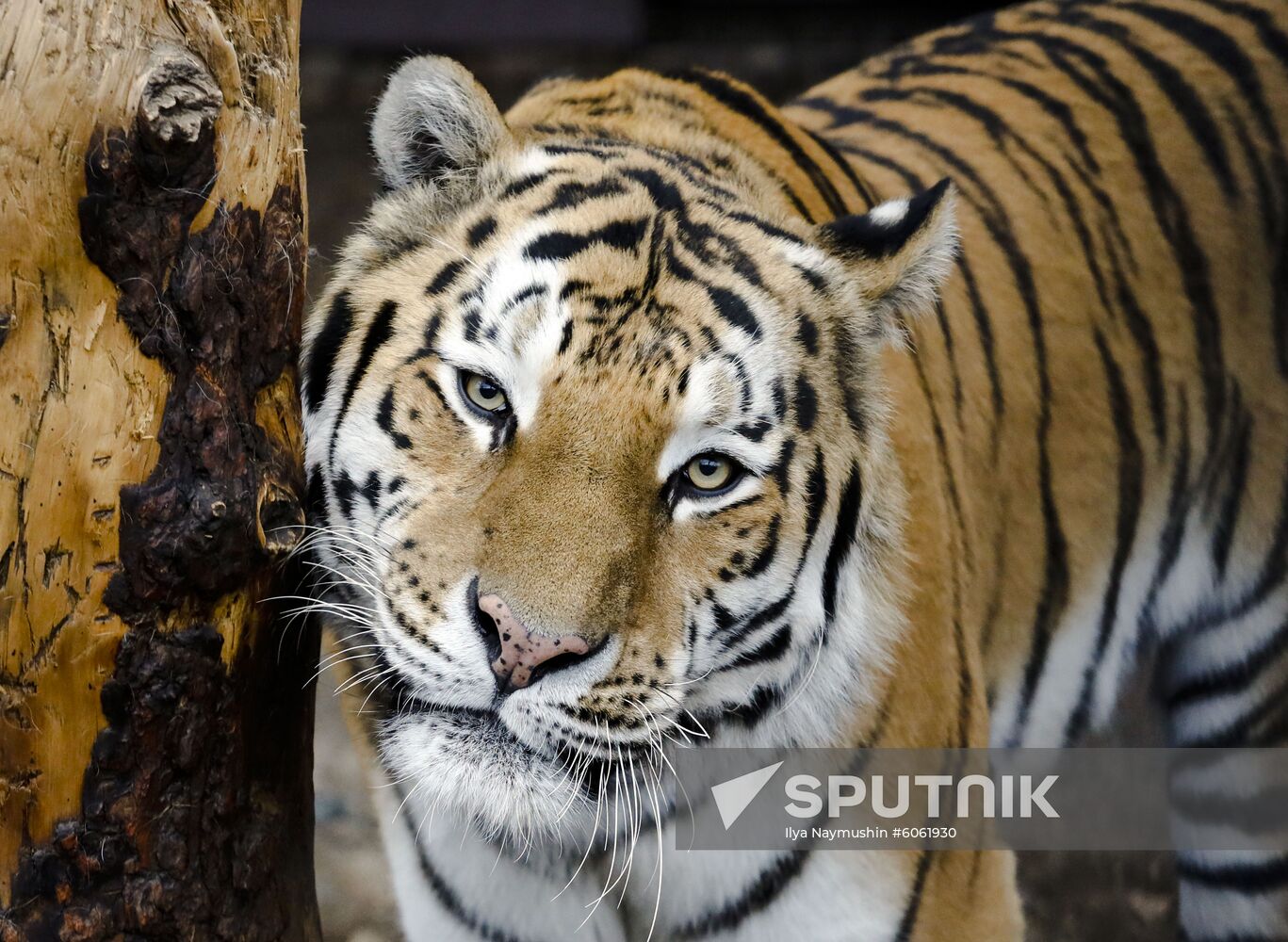 Russia Zoo