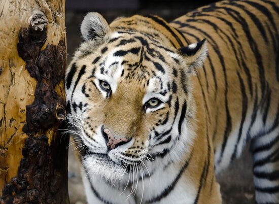Russia Zoo