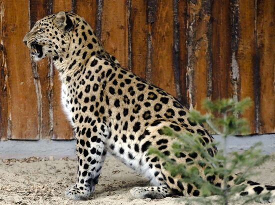 Russia Zoo