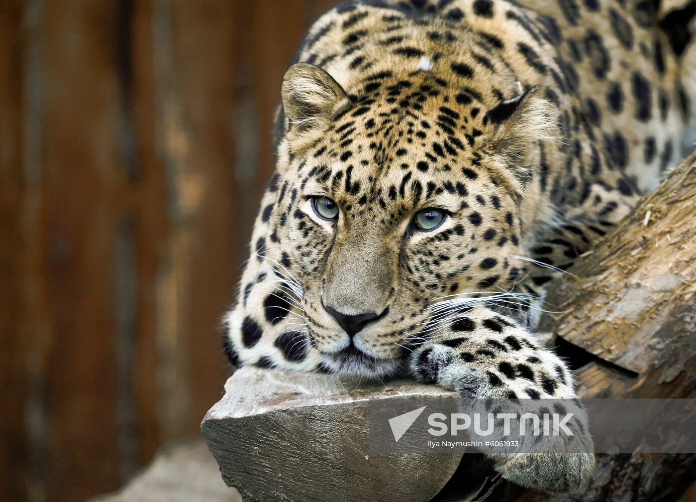Russia Zoo