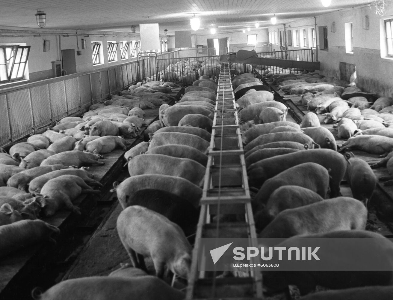 RKS-3000 fodder dispenser at pig-breeding farm