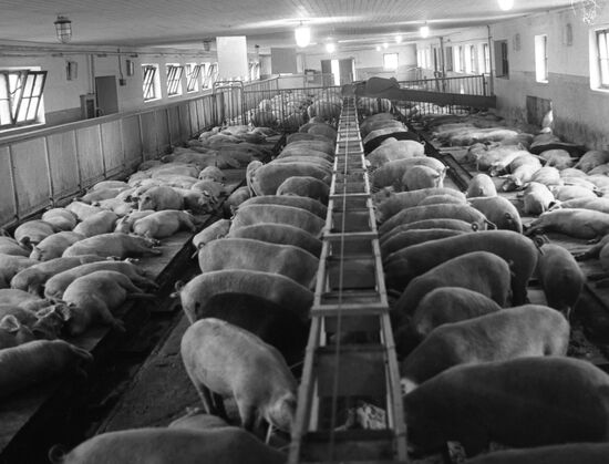 RKS-3000 fodder dispenser at pig-breeding farm