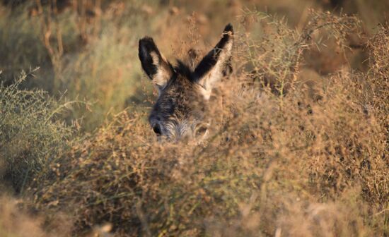 Tajikistan Daily Life