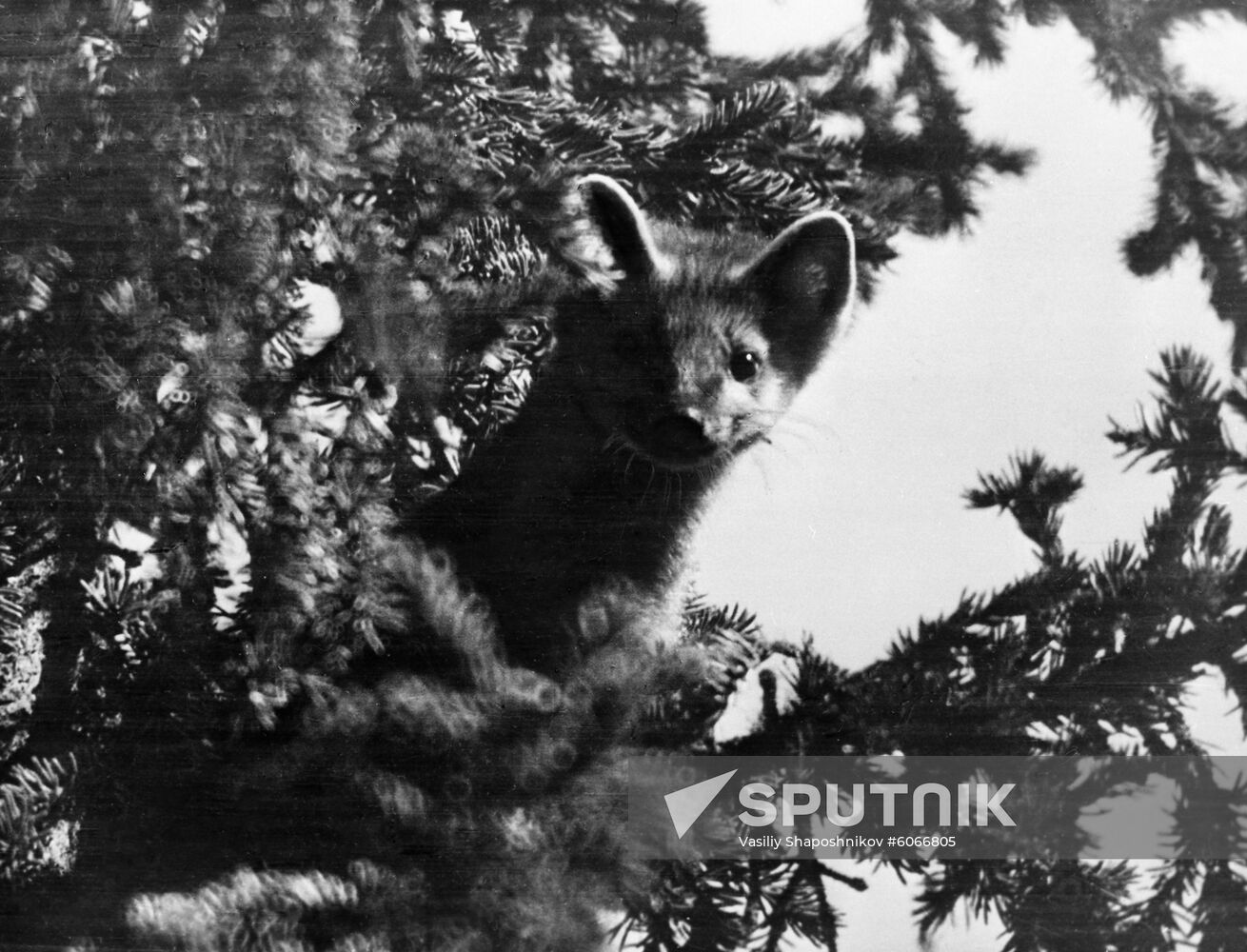 Sable in Siberian taiga